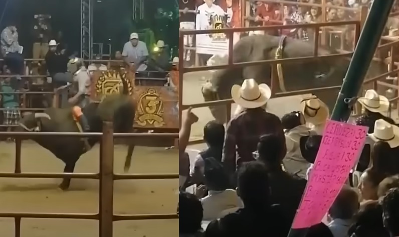 VIDEO: Jinete muere aplastado por toro durante jaripeo