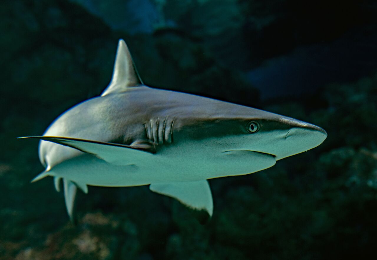 Mujer austriaca muere tras el ataque de un tiburón en Egipto