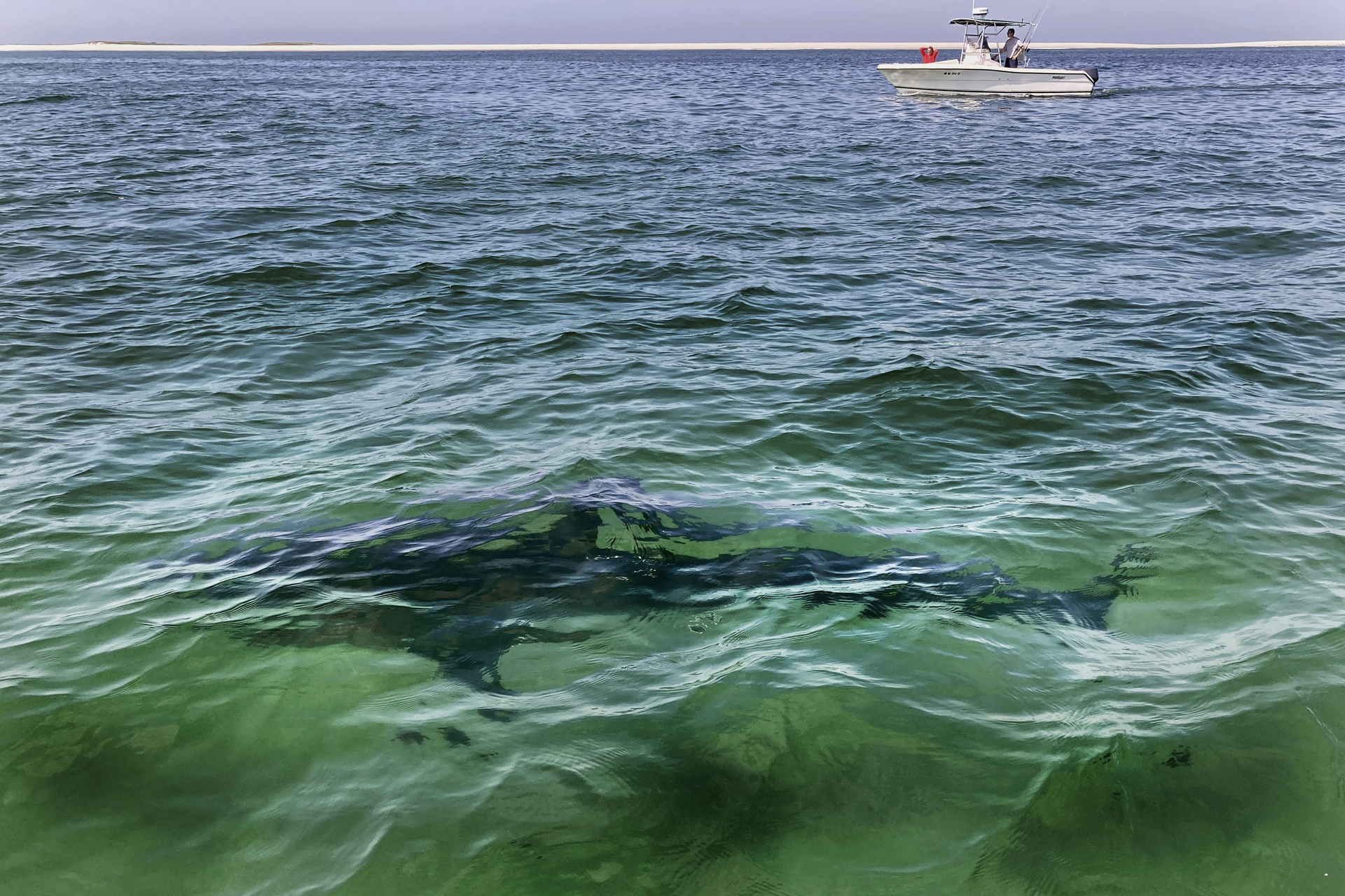 Muere otra turista por un segundo ataque de tiburón en Egipto