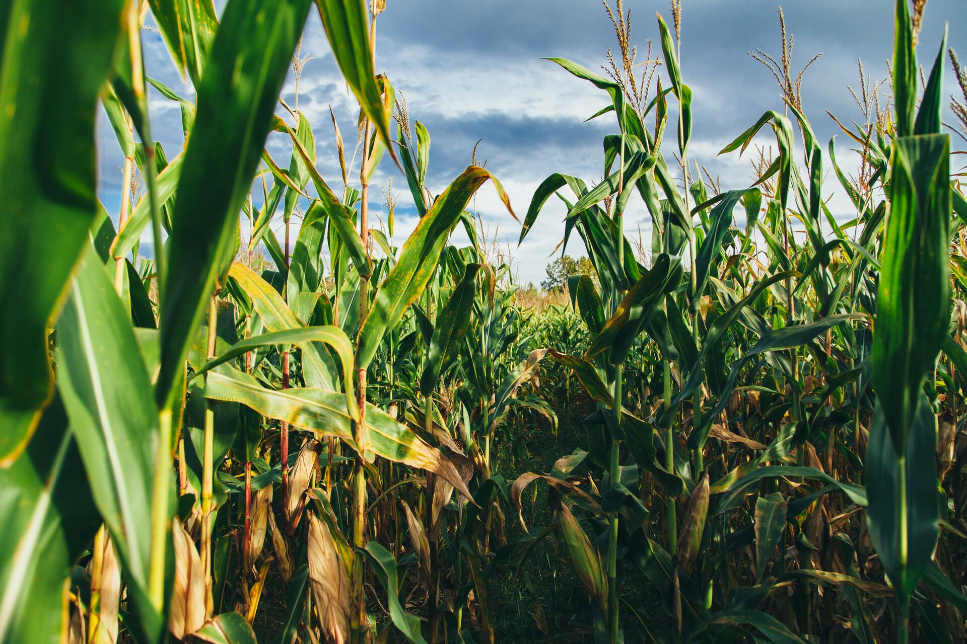 Precios del maíz y el trigo no bajarán: Fitch Ratings
