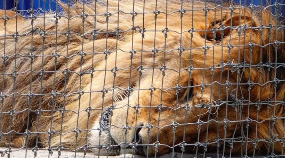 ¿Cuánto come un león y qué cuidados necesita?