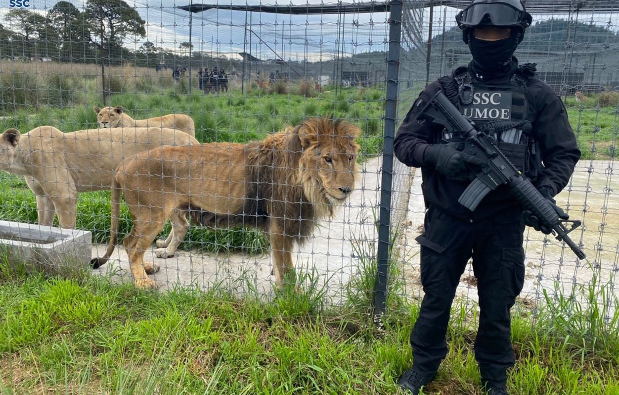 Trasladan a leones rescatados del santuario 'Black Jaguar-White Tiger'