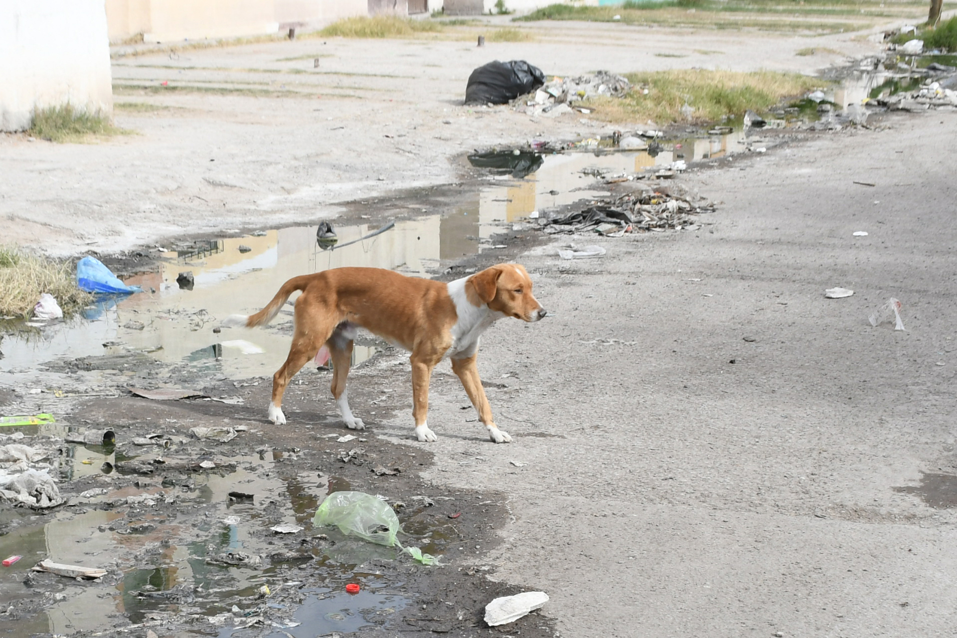 Vinculan a proceso a hombre y mujer por descuartizar perros en Saltillo