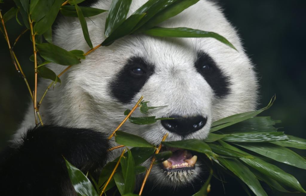 Tras muerte de 'Shuan Shuan', analizan traer otro panda a México