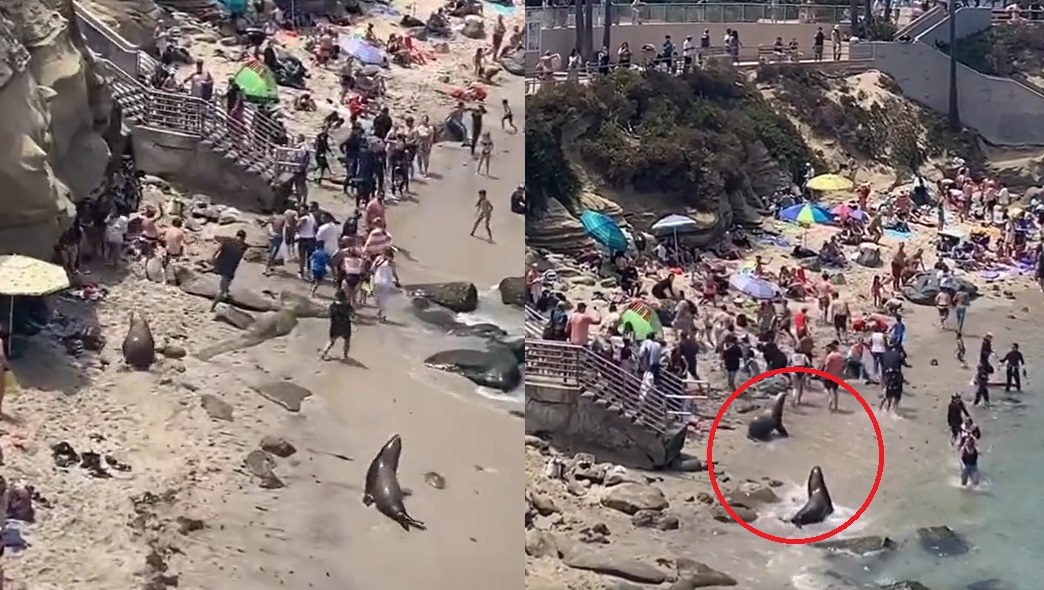 Leones marinos hacen correr a turistas y se hacen virales
