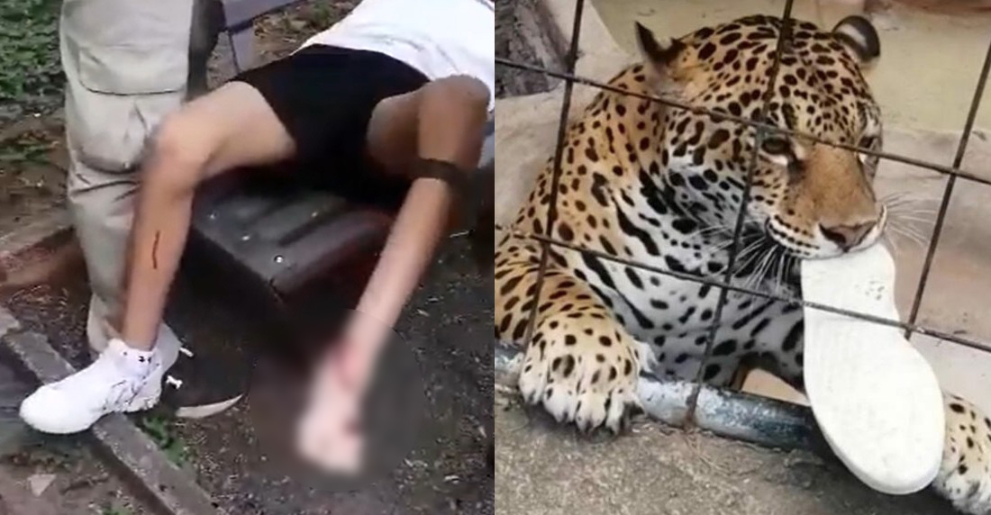 Jaguar ataca a adolescente que traspasó valla de seguridad en zoológico de Guanajuato