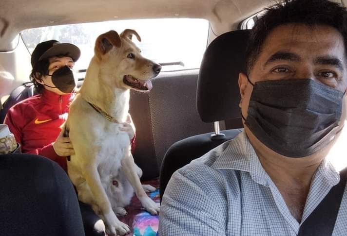 Taxista se vuelve viral por ofrecer servicio de transporte para perros