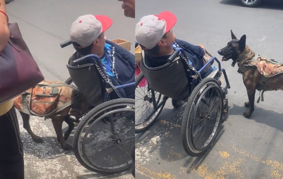 Perro 'conquista' al ayudar a su dueño en silla de ruedas a cruzar la calle