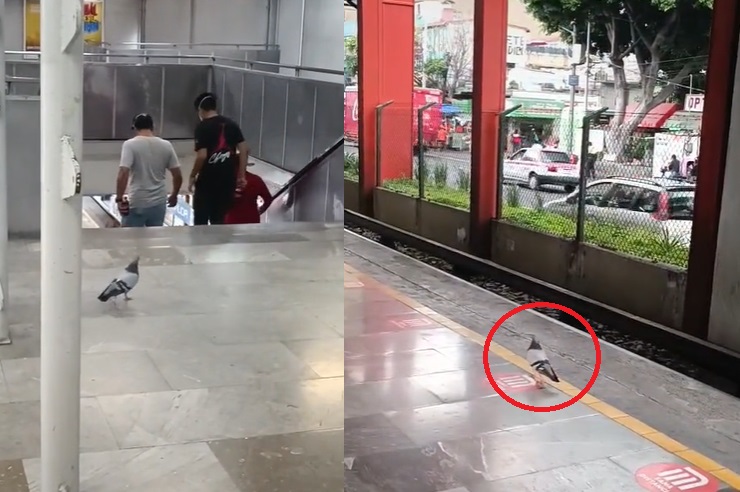 VIRAL: Captan a paloma que 'sabe usar' el Metro de la CDMX