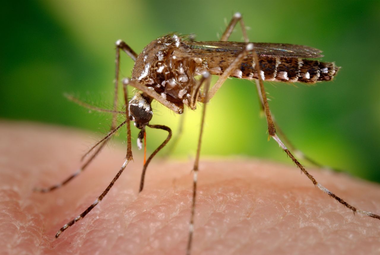 Sinave notifica los primeros tres casos positivos de dengue en Coahuila