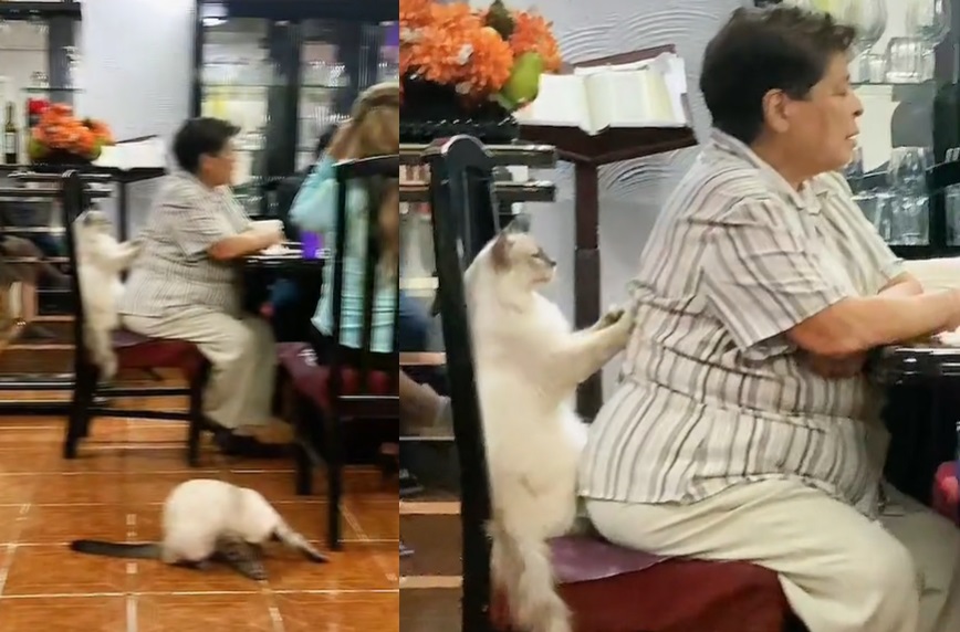 Gato dándole masaje a una mujer se vuelve viral