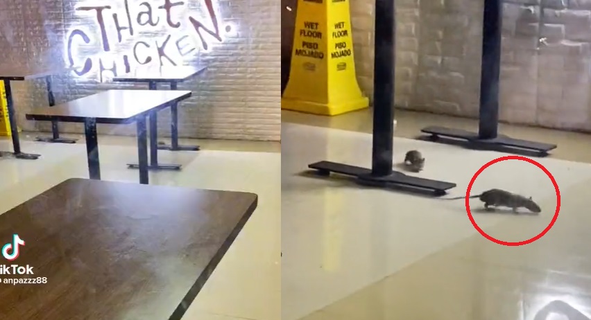 Captan a ratas paseando entre las mesas de restaurante en CDMX