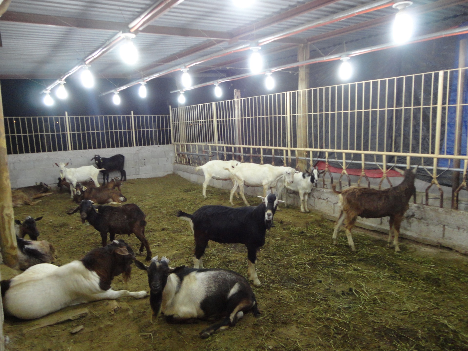 Tratamiento luminoso: una innovación productiva sustentable para los caprinocultores