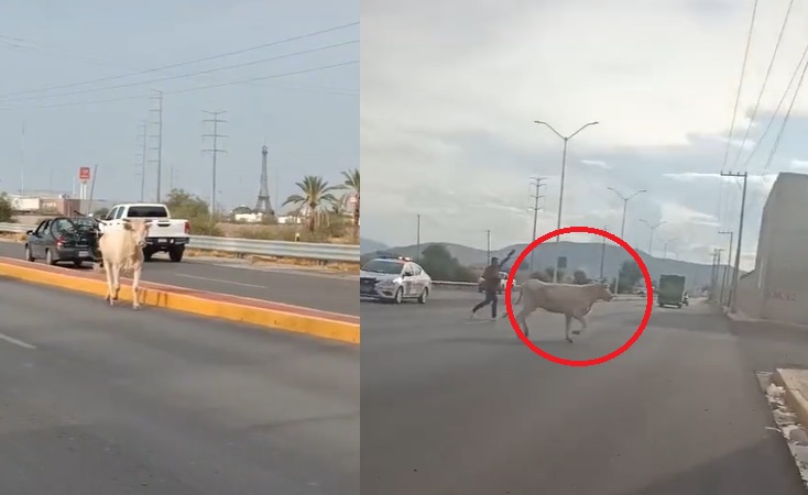 VIRAL: Captan a toro deambulando por calles de Gómez Palacio