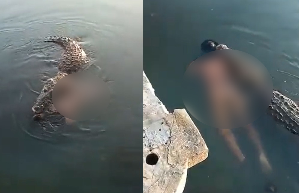 Cocodrilo mata a hombre y lo arrastra a una laguna en Tampico