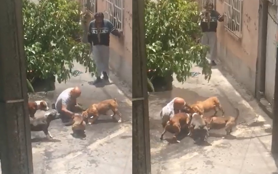 VIDEO: Captan a cinco pitbulls atacando a otro perro y a su dueño