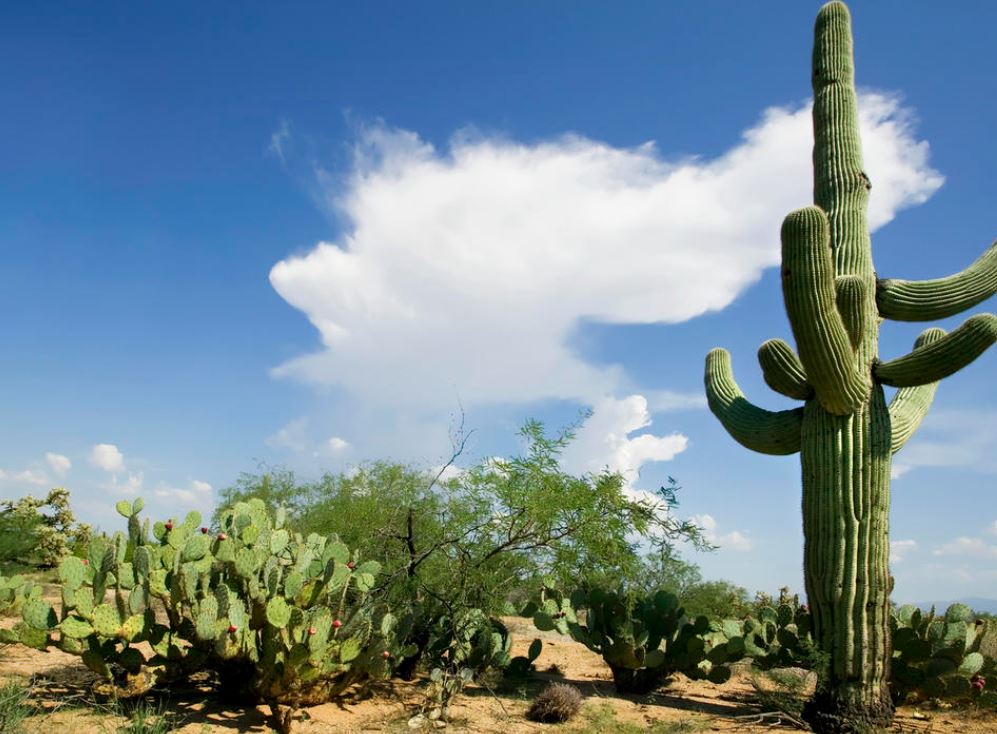 Invitan a sumarse a la observación de cambios de especies de flora y fauna de Coahuila