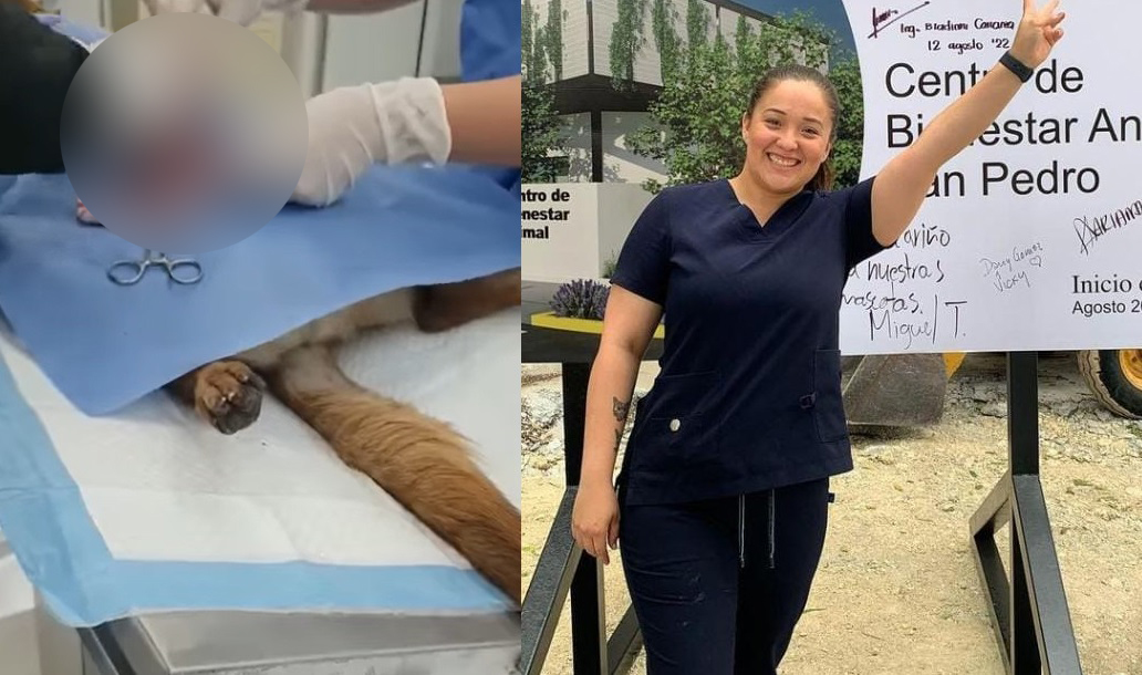 Denuncian a clínica veterinaria de Nuevo León por operar a perros sin anestesia
