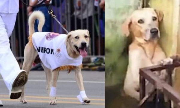 'Nerón', perrito rescatado por la Marina formó parte del desfile militar de Tabasco