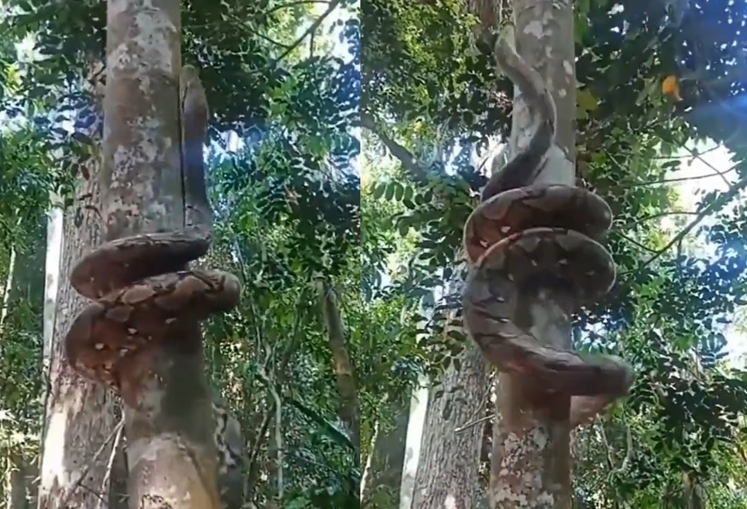 VIRAL: Sorprende serpiente que se enrolla en árbol para trepar