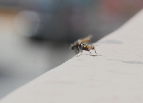 Realizan campaña de fumigación por plaga de moscas en Monclova