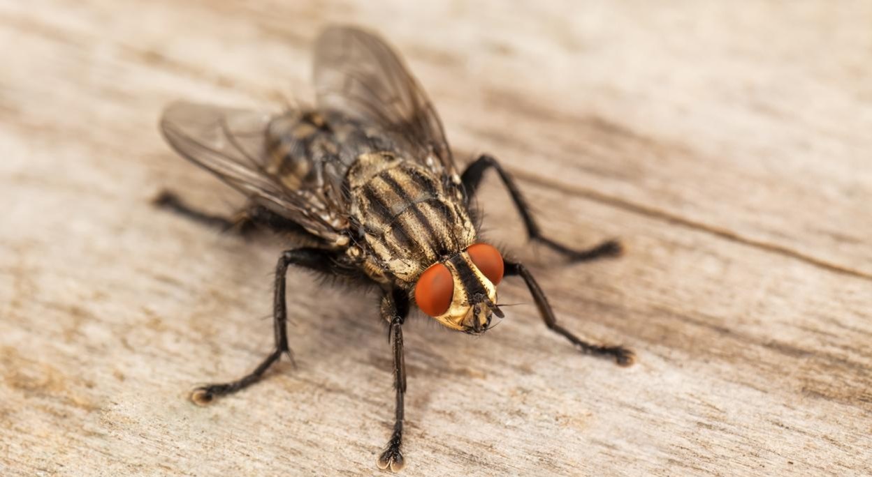 Remedios caseros contra la proliferación de moscas en La Laguna