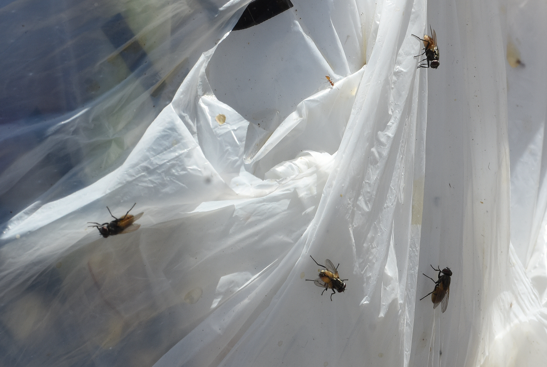 Proliferan moscas en Monclova, hay riesgos a la salud