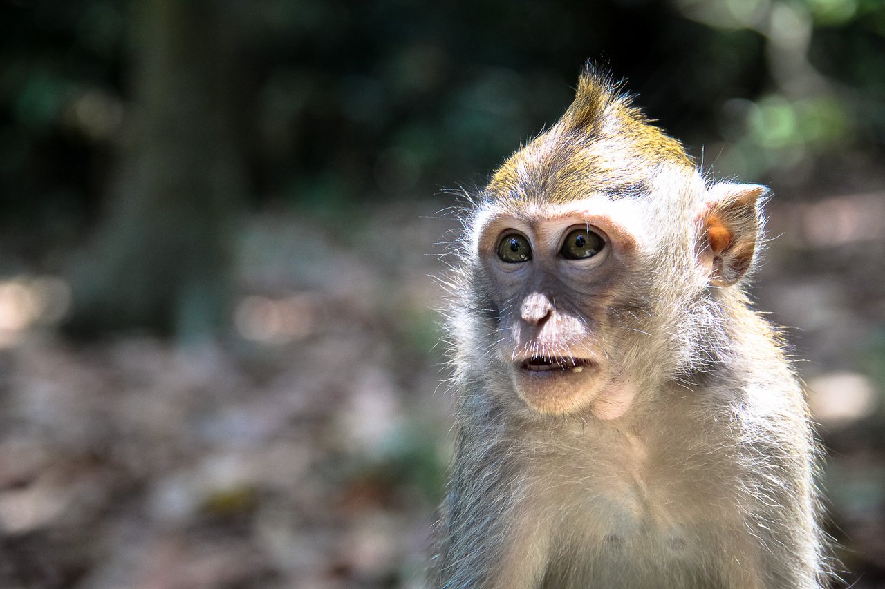 Un virus de monos similar al ébola está 'listo' para saltar a los humanos