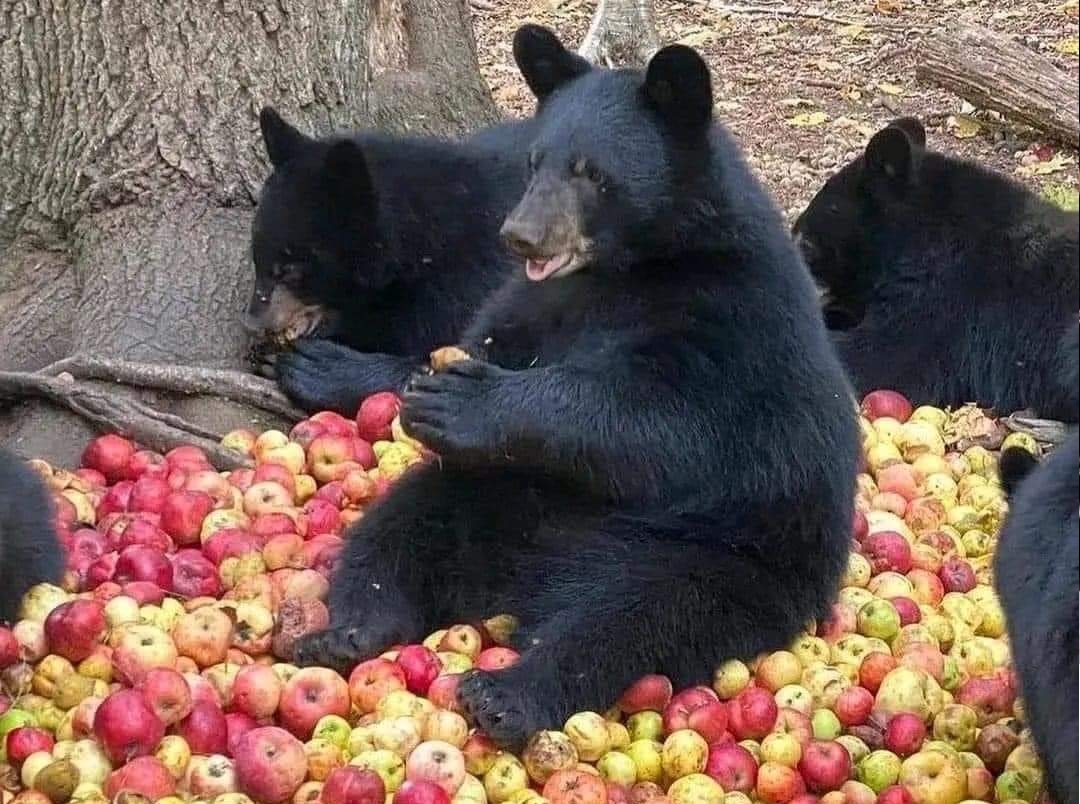 Foto viral de osos comiendo manzanas en Coahuila es falsa