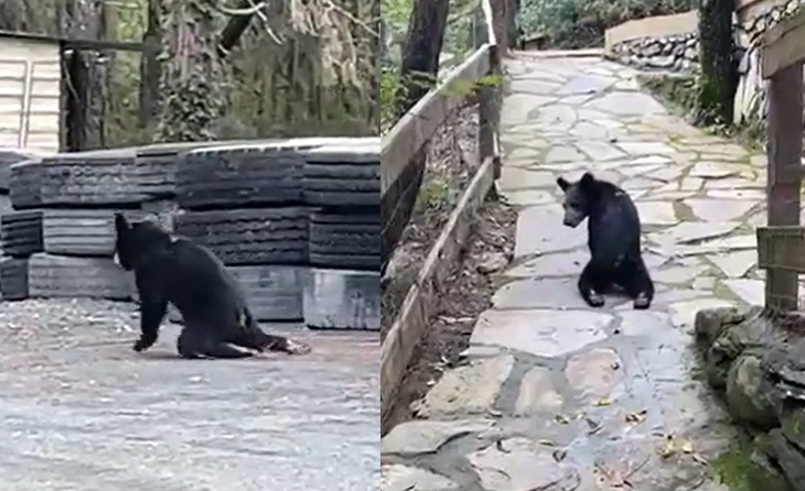 VIDEO: Disparan a oso de 7 meses en Nuevo León y lo hieren en sus patas traseras