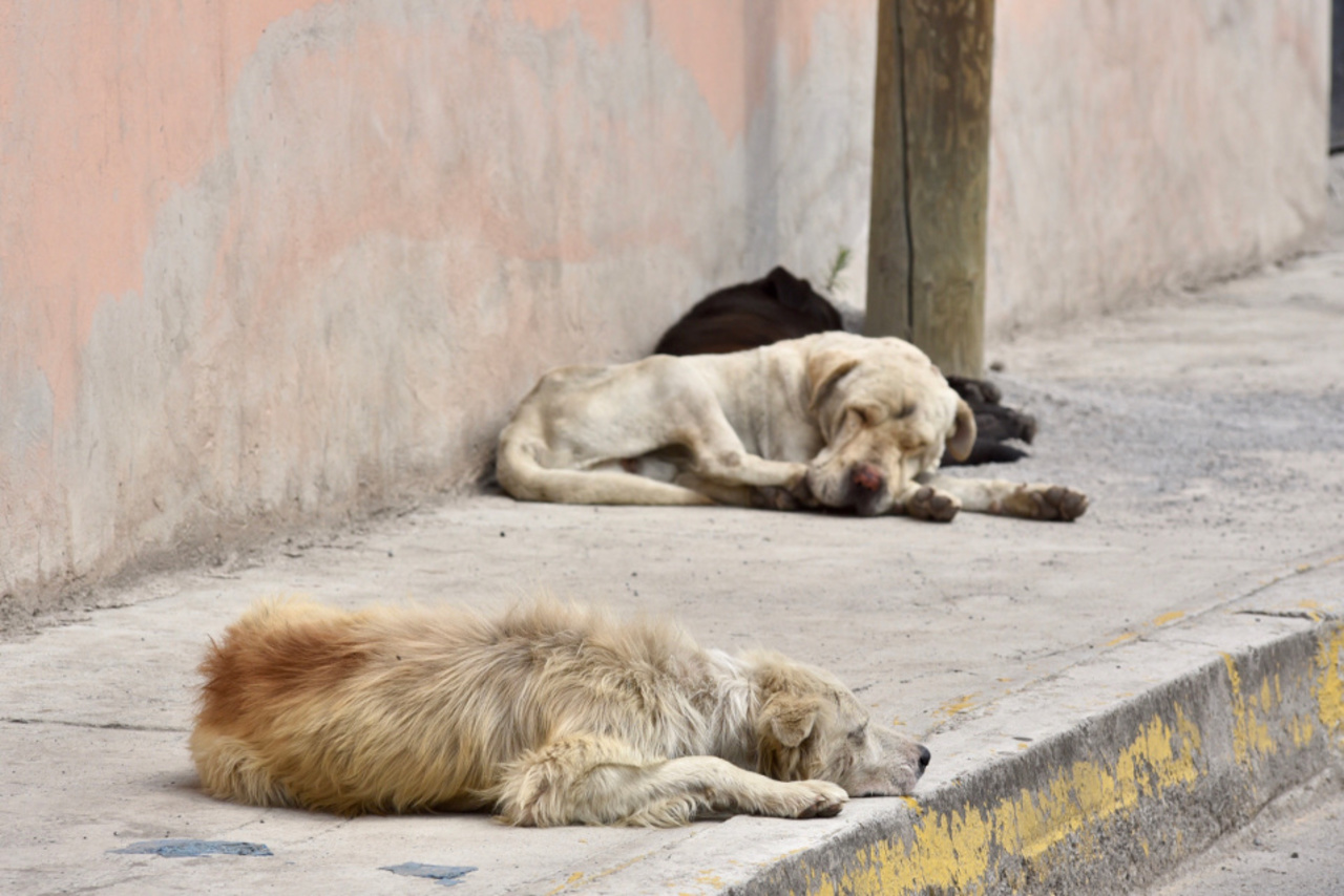 Advierten por cáncer contagioso en perros en Monclova