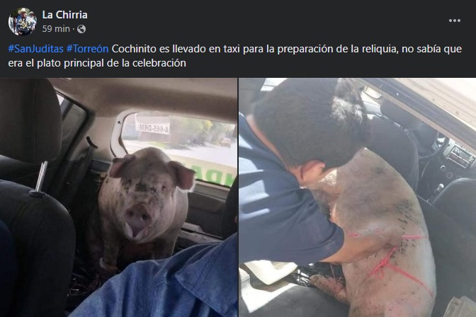 VIRAL: Captan a cerdito siendo transportado en taxi de Torreón... Para la reliquia