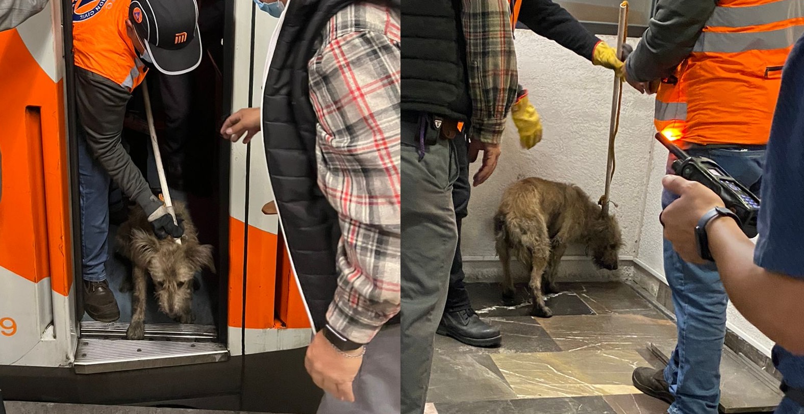 Rescatan a perrito perdido en las vías del Metro