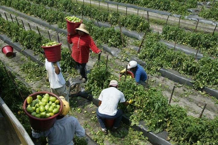 Centroamérica, eje estratégico para el abasto mundial de alimentos: Sader