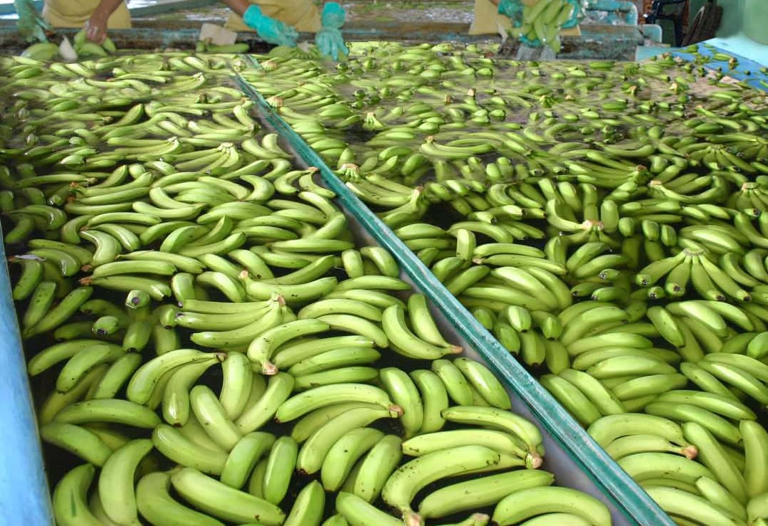 Alemania incauta 635 kilos de cocaína ocultos en bananos provenientes de Ecuador