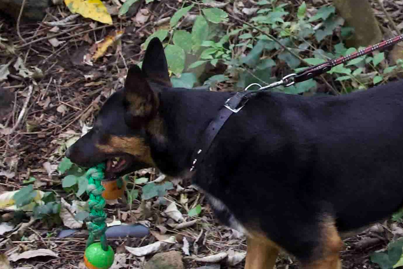 Encuentran cuerpo decapitado en Mississippi tras reportes de perro que llevaba brazo humano