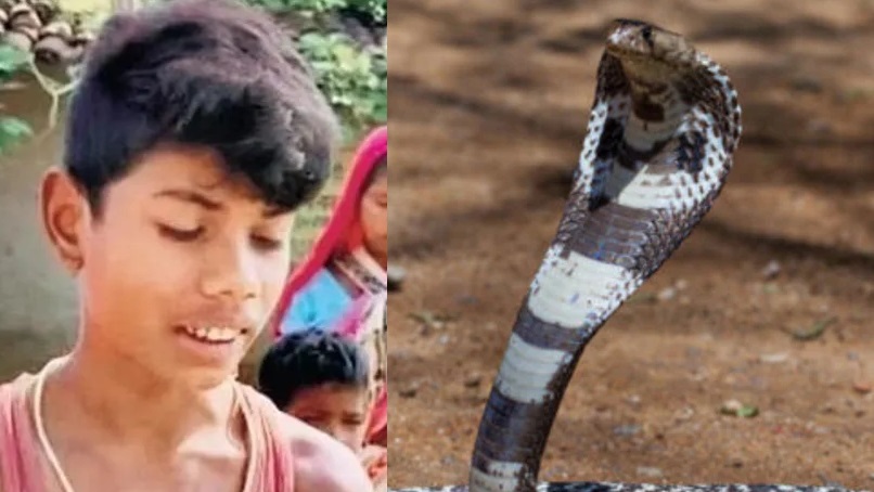 Serpiente muere al ser mordida por un niño de ocho años