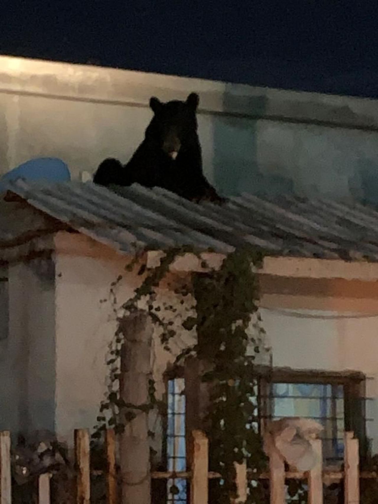 Capturan a oso en colonia de Frontera