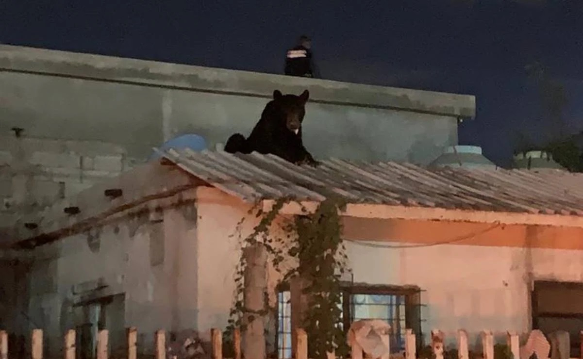 'No salgan tienen un oso arriba de su techo': Casa en Monclova es invadida por 'inusual' intruso