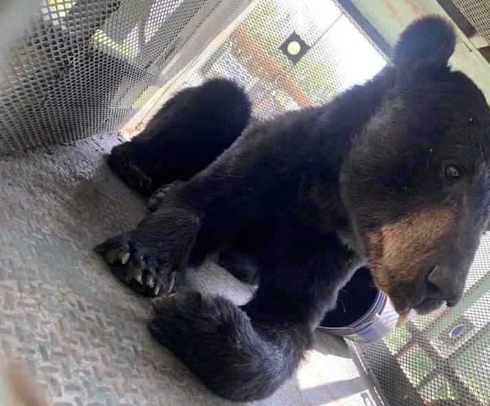 Se recupera oso capturado en techo de casa de Frontera, Coahuila