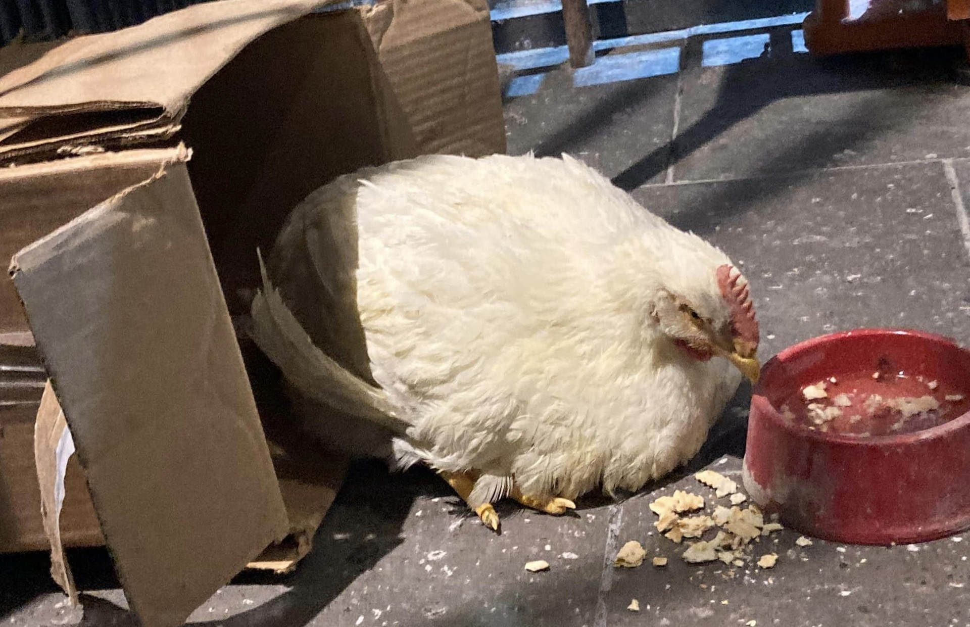 Lagunero encuentra una gallina en Periférico y la adopta