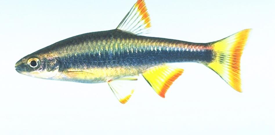 Los peces con aletas de raya sobrevivieron a la extinción masiva