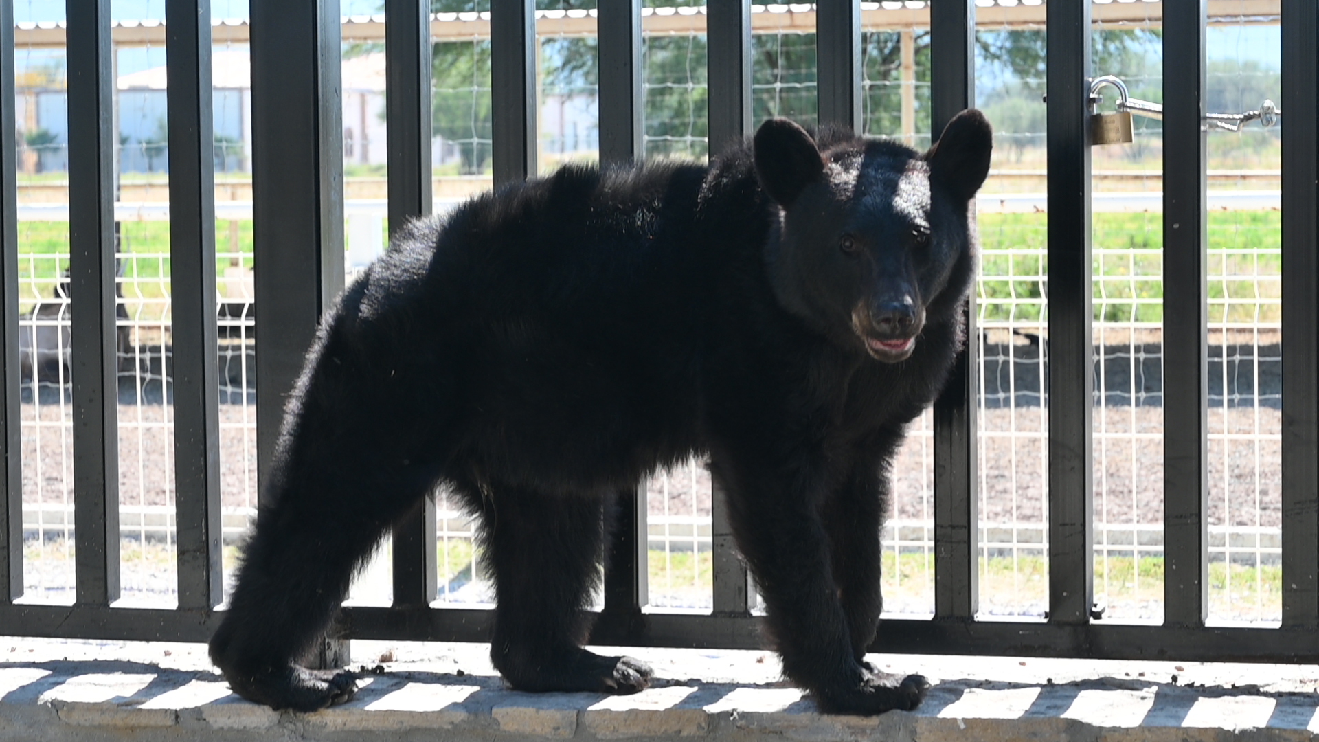 Envían a oso negro capturado en Matamoros a Reserva Ecológica Peñoles