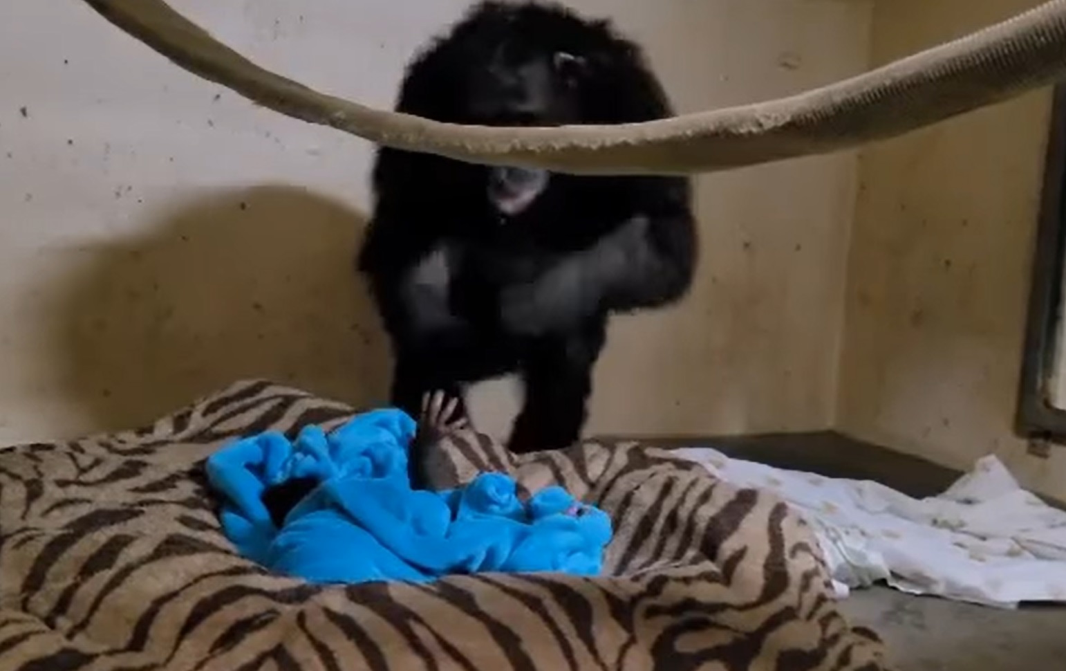 Reacción de chimpancé al ver a su cría se hace viral
