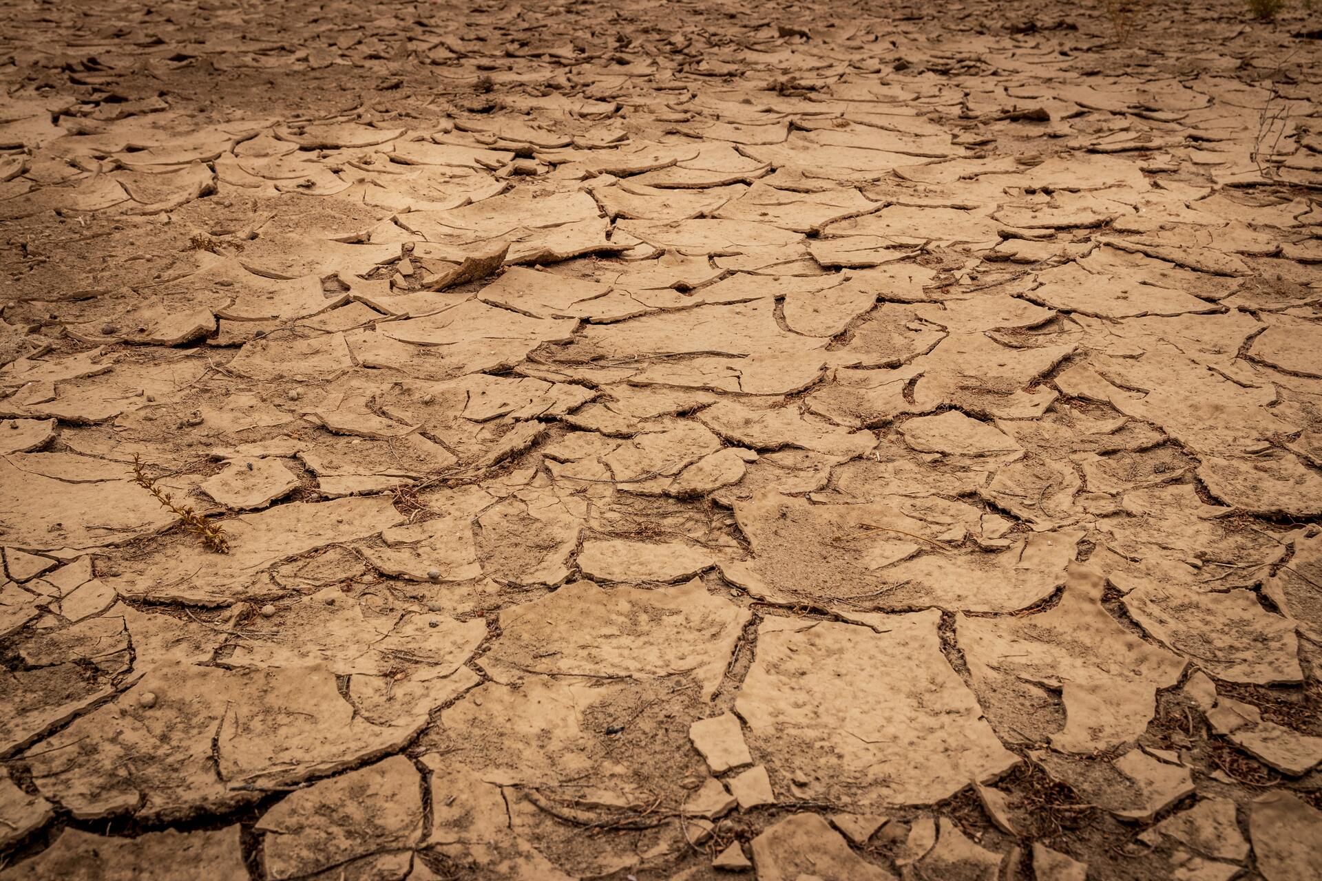 Sequía provoca pérdidas 'casi totales' en la producción agrícola de Argentina