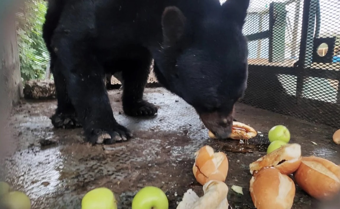 Liberan a oso rescatado en Frontera, Coahuila