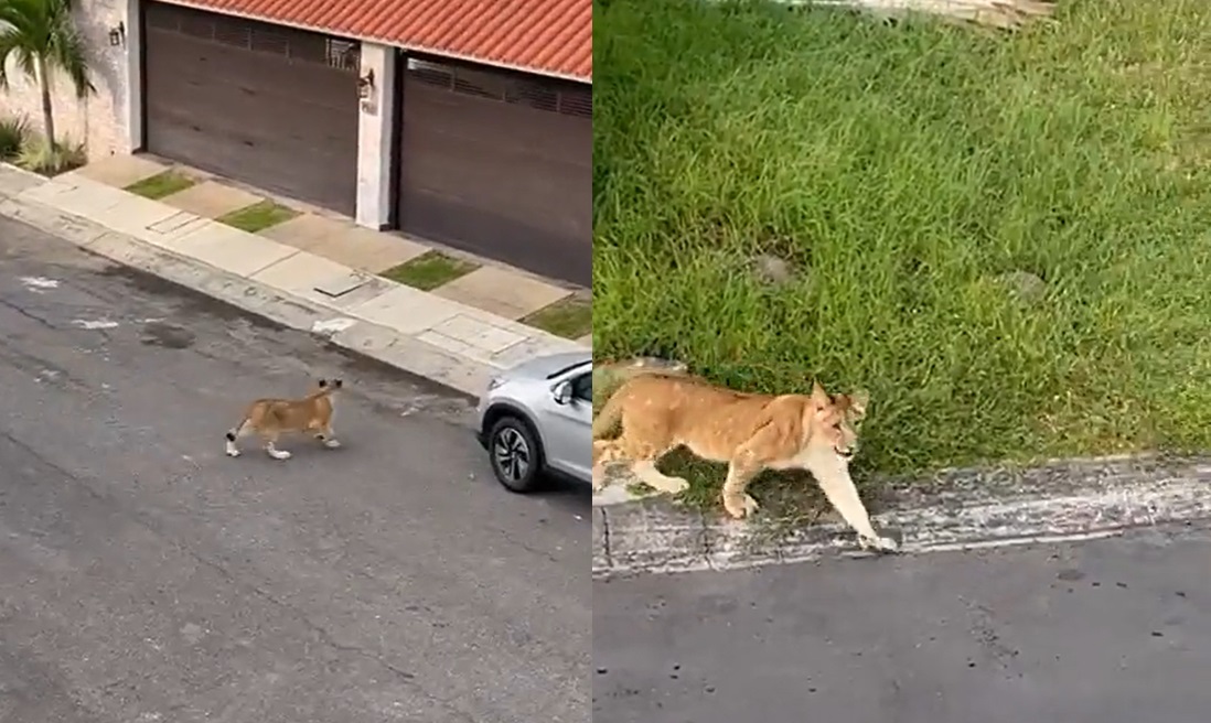 Captan a un cachorro de león en zona residencial de la Riviera Veracruzana