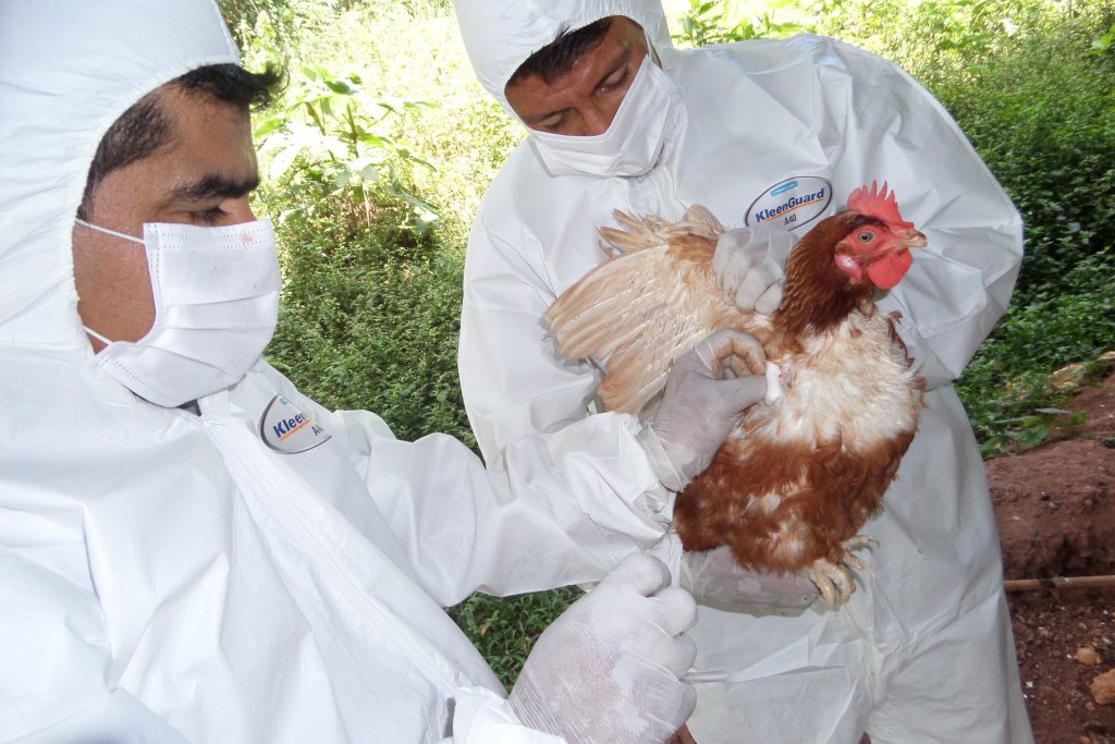 Ecuador activa cerco epidemiológico tras detectar el primer caso de gripe aviar