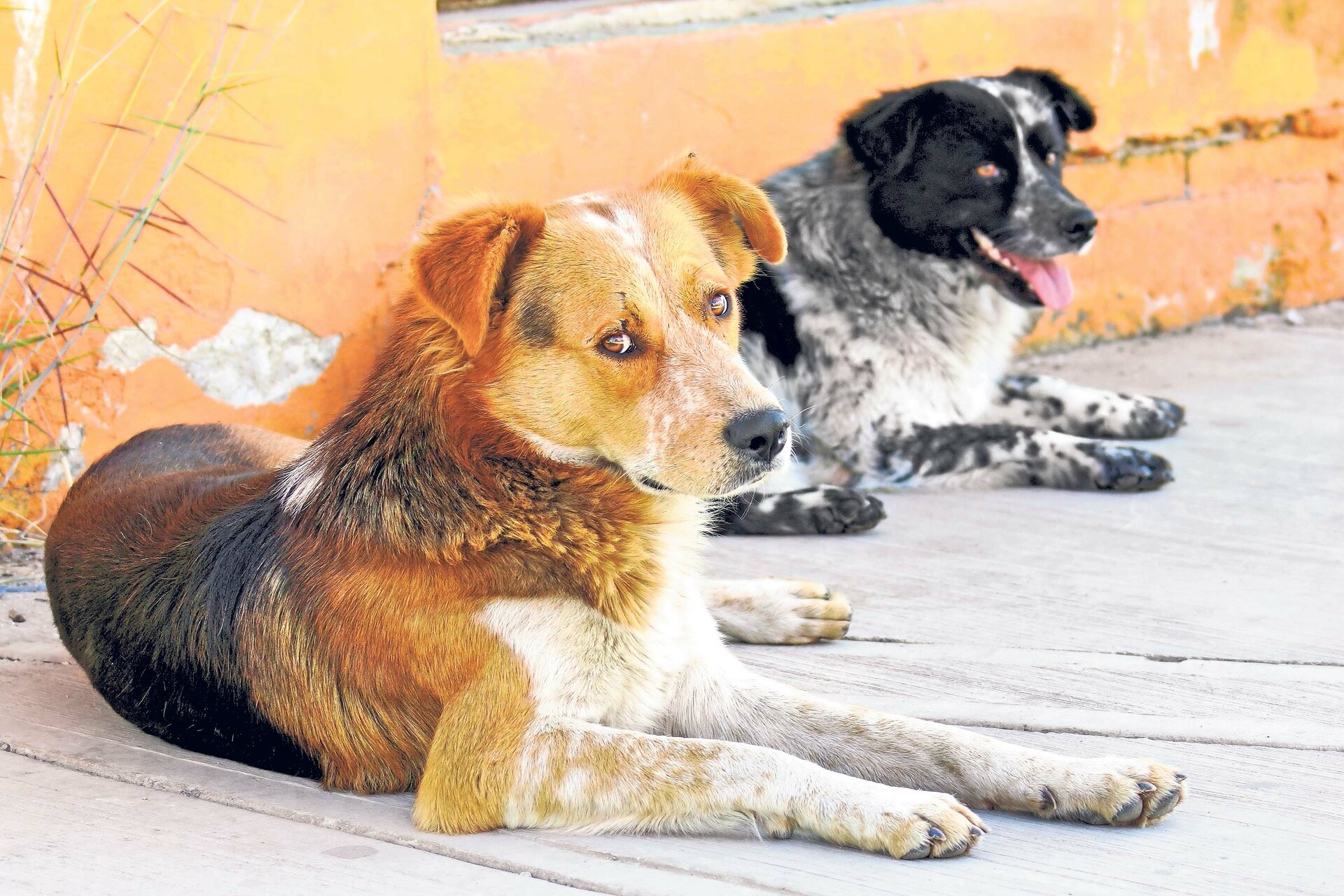 Advierte Control Animal de cuidado a mascotas ante bajas temperaturas