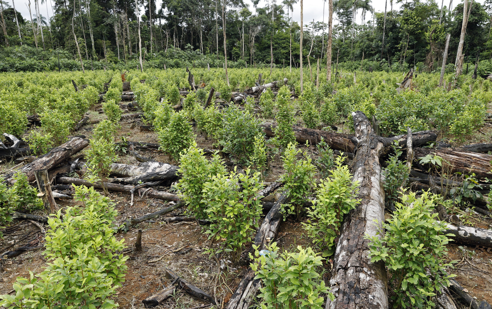 Cultivos de hoja de coca en Bolivia crecieron 4% en 2021: Undoc
